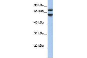 Western Blotting (WB) image for anti-Junctophilin 3 (JPH3) antibody (ABIN2459300) (Junctophilin 3 antibody)
