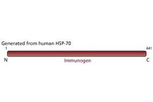 Image no. 2 for anti-Heat Shock Protein 70 (HSP70) antibody (ABIN967447) (HSP70 antibody)