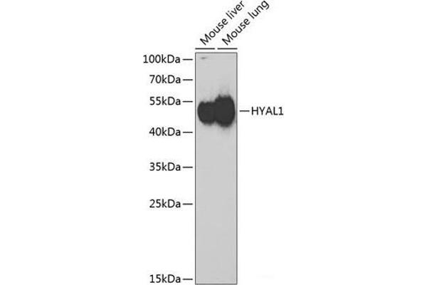 HYAL1 Antikörper