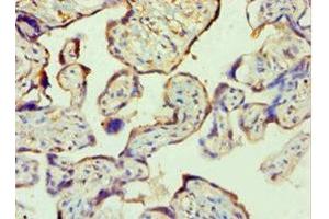 Immunohistochemistry of paraffin-embedded human placenta tissue using ABIN7169286 at dilution of 1:100 (PPP3CC antibody  (Catalytic Subunit gamma))