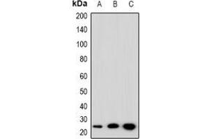 Western blot analysis of SFT2D3 expression in HepG2 (A), NIH3T3 (B), PC12 (C) whole cell lysates.
