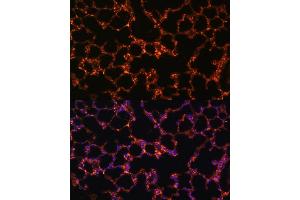 Immunofluorescence analysis of mouse lung using BTN3 Polyclonal Antibody (0288) at dilution of 1:100 (40x lens). (BTN3A1 antibody  (AA 40-250))