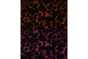 Immunofluorescence analysis of mouse lung using BTN3 Polyclonal Antibody (0288) at dilution of 1:100 (40x lens).
