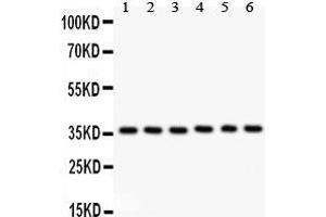 Anti- HMOX2 antibody, Western blotting All lanes: Anti HMOX2  at 0. (HMOX2 antibody  (AA 2-316))