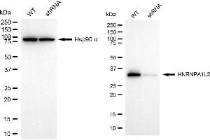 Western blotting analysis using HNRNPA1L2 antibody (ABIN7798895). (Recombinant HNRNPA1L2 antibody)