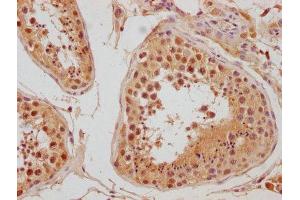 IHC image of ABIN7140122 diluted at 1:300 and staining in paraffin-embedded human testis tissue performed on a Leica BondTM system. (LEO1 antibody  (AA 2-24))