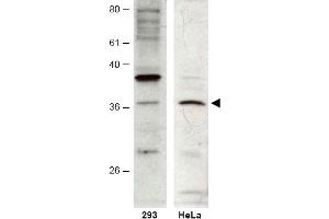 Image no. 1 for anti-HUS1 Checkpoint Homolog B (HUS1B) (AA 104-117) antibody (ABIN401265) (HUS1B antibody  (AA 104-117))