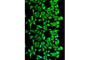 Immunofluorescence analysis of U2OS cell using HSP90AB1 antibody. (HSP90AB1 antibody)