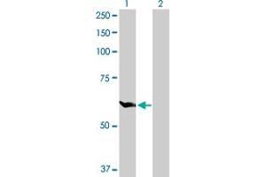 Western Blot analysis of GPI expression in transfected 293T cell line by GPI MaxPab polyclonal antibody. (GPI antibody  (AA 1-558))