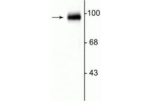 Western blot of rat cerebellar lysate showing the specific immunolabeling of the ~95 kDa GRASP protein. (GRIPAP1 antibody  (C-Term))