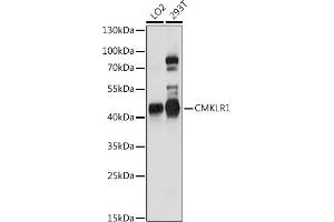 Western blot analysis of extracts of various cell lines, using CMKLR1 antibody (ABIN7266327) at 1:1000 dilution. (CMKLR1 antibody  (AA 250-350))
