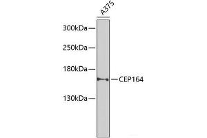 Western blot analysis of extracts of A-375 cells using CEP164 Polyclonal Antibody at dilution of 1:1000. (CEP164 antibody)