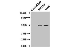 Immunoprecipitating MAPK9 in Hela whole cell lysate Lane 1: Rabbit control IgG (1 μg) instead of ABIN7160013 in Hela whole cell lysate.