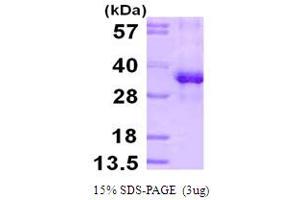 SDS-PAGE (SDS) image for Ribosomal Protein S3 (RPS3) (AA 1-243) protein (His tag) (ABIN667963)