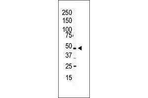 Western blot analysis of anti-PIP4K2A Pab (ABIN392598 and ABIN2842127) in HL60 cell lysate. (PIP4K2A antibody  (C-Term))