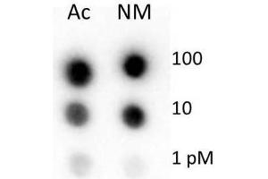Dot Blot of Rabbit Histone H4 Antibody. (Histone H4 antibody  (N-Term))