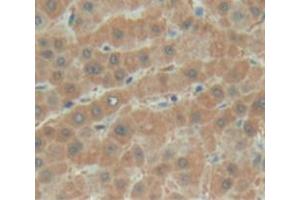 Used in DAB staining on fromalin fixed paraffin- embedded liver tissue (BTD antibody  (AA 42-271))