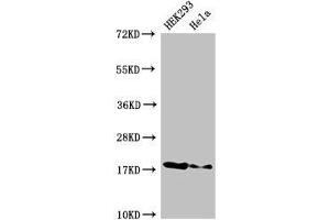 Western Blot Positive WB detected in: HEK293 whole cell lysate, Hela whole cell lysate All lanes: RNASEH2C antibody at 3 μg/mL Secondary Goat polyclonal to rabbit IgG at 1/50000 dilution Predicted band size: 18 kDa Observed band size: 18 kDa (RNASEH2C antibody  (AA 1-164))