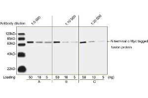 Image no. 1 for anti-Myc Tag antibody (ABIN2585197) (Myc Tag antibody)