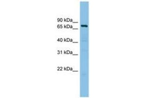 Image no. 1 for anti-A Kinase (PRKA) Anchor Protein 10 (AKAP10) (AA 575-624) antibody (ABIN6744510) (AKAP10 antibody  (AA 575-624))