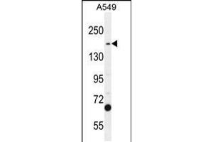Western blot analysis in A549 cell line lysates (35ug/lane). (TDRD7 antibody  (C-Term))