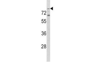 Western Blotting (WB) image for anti-Toll-Like Receptor 2 (TLR2) (AA 212-242) antibody (ABIN3029164)