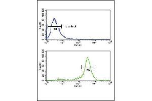 CALR Antibody (ABIN652259 and ABIN2841097) flow cytometric analysis of HepG2 cells (bottom histogram) compared to a negative control cell (top histogram). (Calreticulin antibody)