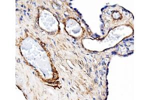 IHC analysis of Pecam1 using anti-Pecam1 antibody (ABIN7601672).