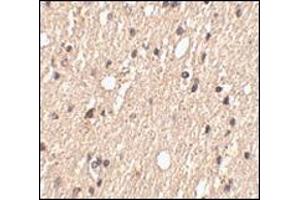 Immunohistochemistry of Spred1 in human brain tissue with this product at 2. (SPRED1 antibody  (Center))