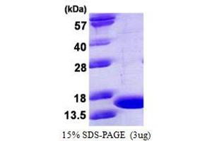 Image no. 1 for Tumor Necrosis Factor alpha (TNF alpha) protein (ABIN1098805) (TNF alpha Protein)