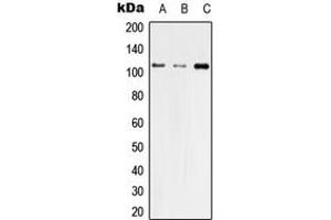 Western blot analysis of ZO3 expression in HEK293T (A), Raw264. (TJP3 antibody  (Center))
