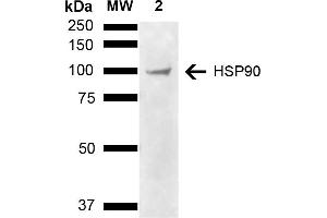 Western blot analysis of Human Cervical cancer cell line (HeLa) lysate showing detection of ~90 kDa HSP90 alpha/beta protein using Llama Anti-HSP90 alpha/beta Polyclonal Antibody (ABIN5650973).