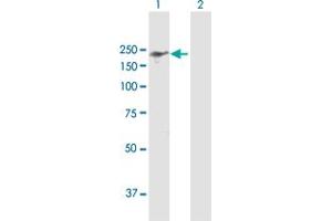 Western Blot analysis of IQGAP3 expression in transfected 293T cell line by IQGAP3 MaxPab polyclonal antibody. (IQGAP3 antibody  (AA 1-1631))