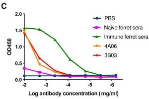 Recovery and expression of ferret immunoglobulins from HA-specific B cells. (Goat anti-Ferret IgA, IgG, IgM Antibody (FITC))