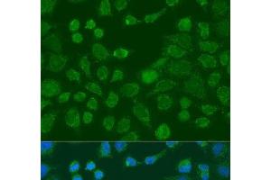Immunofluorescence analysis of U2OS cells using WNT9A Polyclonal Antibody at dilution of 1:100. (WNT9A antibody)