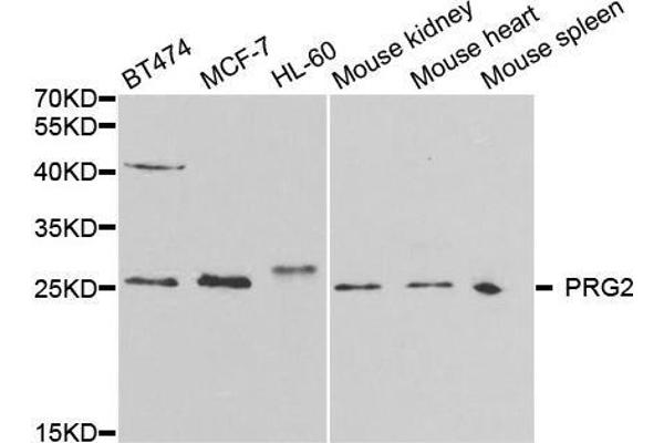 PRG2 antibody  (AA 17-222)