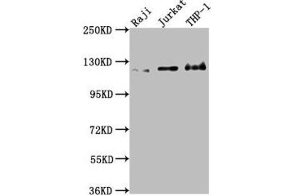 MICAL1 抗体  (AA 806-1067)