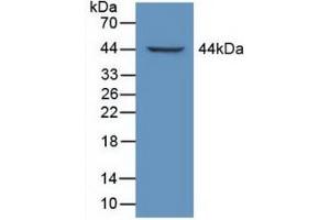 Figure. (LTBP1 antibody  (AA 1415-1712))
