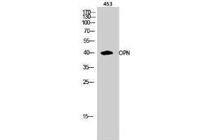 Western Blotting (WB) image for anti-Secreted phosphoprotein 1 (SPP1) (C-Term) antibody (ABIN3186218) (Osteopontin antibody  (C-Term))