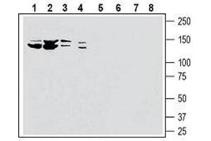 Western blot analysis of human HL-60 myelocytic leukemia cell line lysate (lanes 1 and 5), human K562 chronic myelogenous leukemia cell line lysate (lanes 2 and 6), human MCF-7 breast adenocarcinoma cell line lysate (lanes 3 and 7) and human PANC-1 pancreatic carcinoma cell line lysate (lanes 4 and 8): - 1-4.