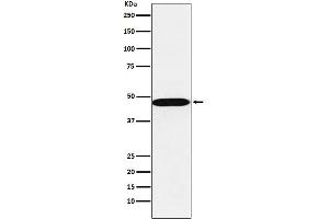 Western blot analysis of AHCY expression in A549 cell lysate.