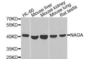 Western blot analysis of extracts of various cell lines, using NAGA antibody (ABIN6003650) at 1/1000 dilution. (NAGA antibody)