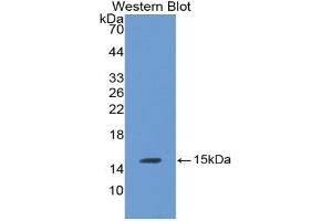 LHB antibody  (AA 21-141)