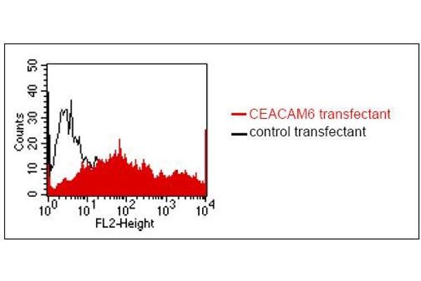 CEACAM6 antibody