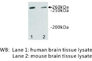 Image no. 1 for anti-Dopey Family Member 2 (DOPEY2) antibody (ABIN1112923) (DOPEY2 antibody)