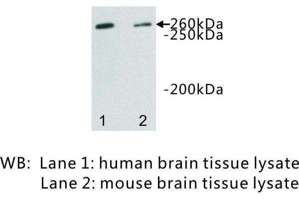 DOPEY2 antibody