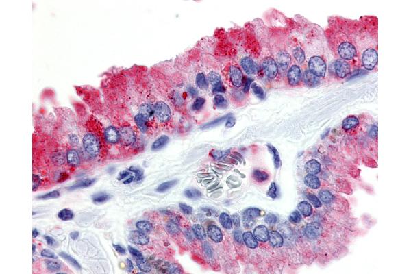 GPR174 antibody  (Cytoplasmic Domain)