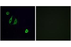 Immunofluorescence analysis of A549 cells, using OR4F6 Antibody. (OR4F6 antibody  (AA 55-104))