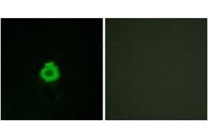 Immunofluorescence analysis of HuvEc cells, using BAI2 Antibody. (BAI2 antibody  (AA 91-140))