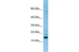 WB Suggested Anti-PRH2 Antibody Titration: 1. (PROC antibody  (N-Term))